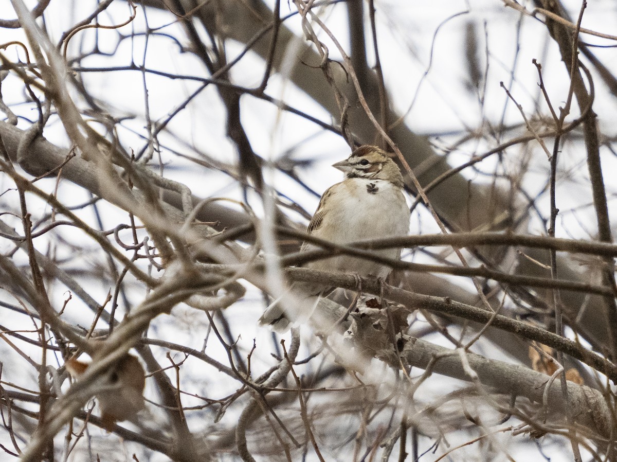 Bruant à joues marron - ML646660756