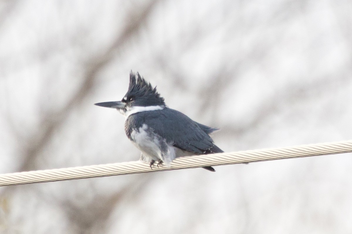 Martin-pêcheur d'Amérique - ML646660757