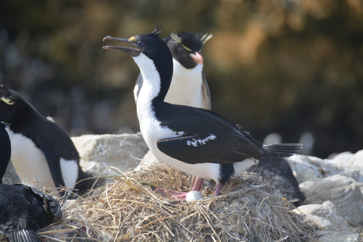 Imperial Cormorant - ML646660759