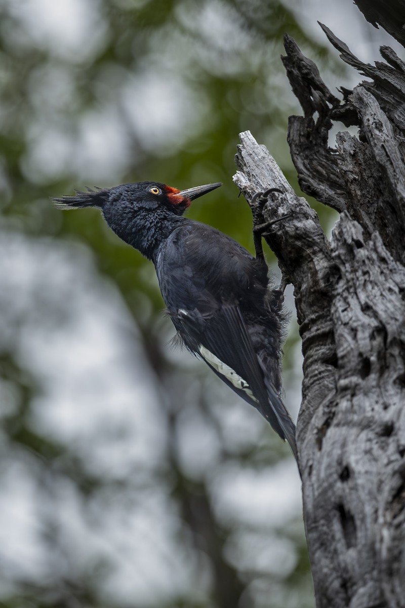 Magellanic Woodpecker - ML646660760