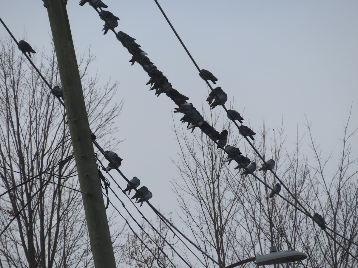 Piccione domestico - ML646660772