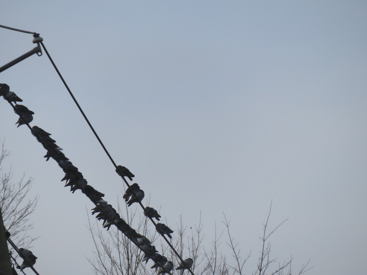 Piccione domestico - ML646660773