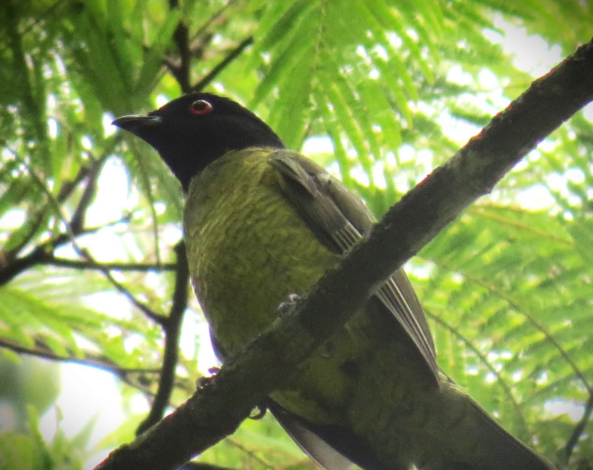 Black-headed Berryeater - ML646660775