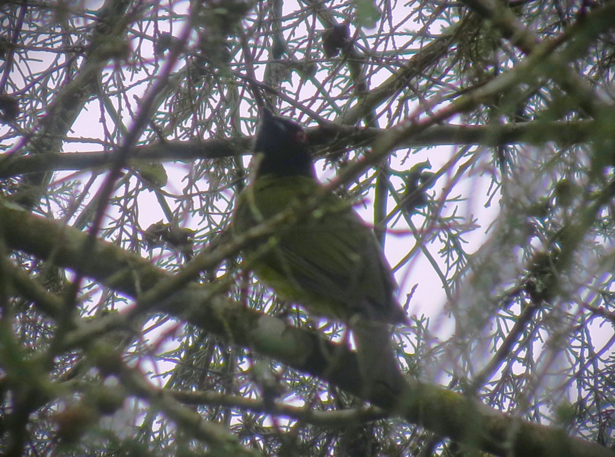 Black-headed Berryeater - ML646660776