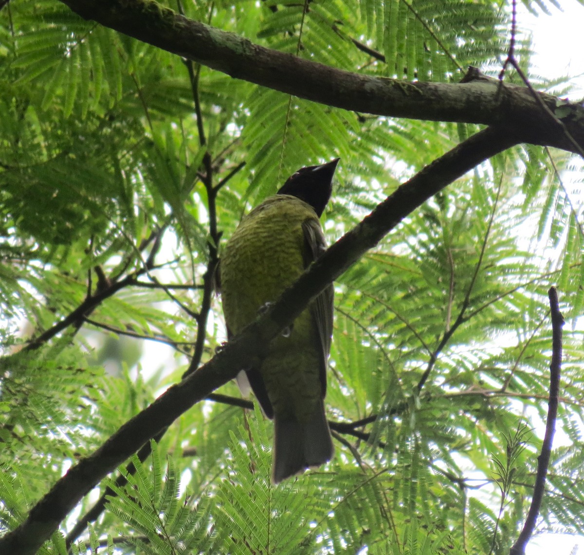 Black-headed Berryeater - ML646660777