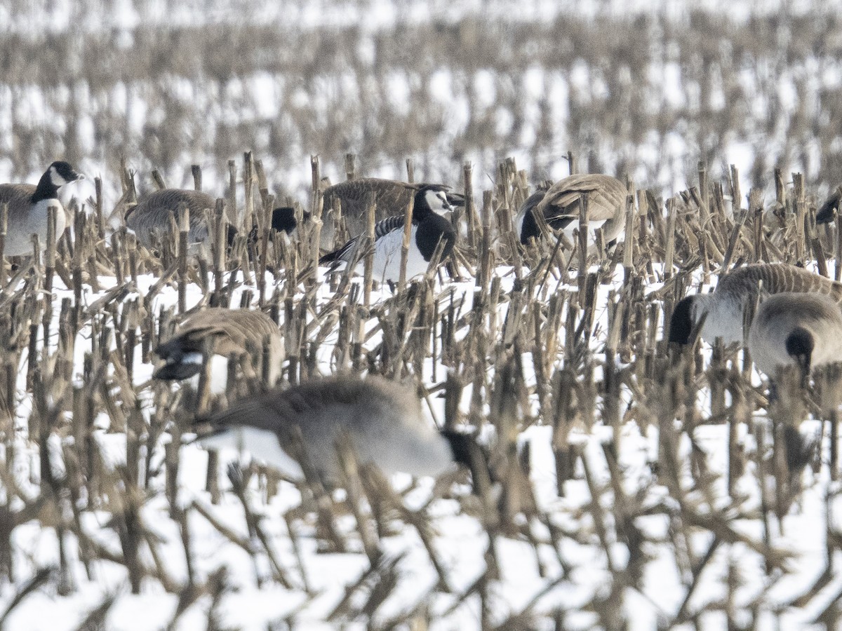 Bernache nonnette - ML646660778