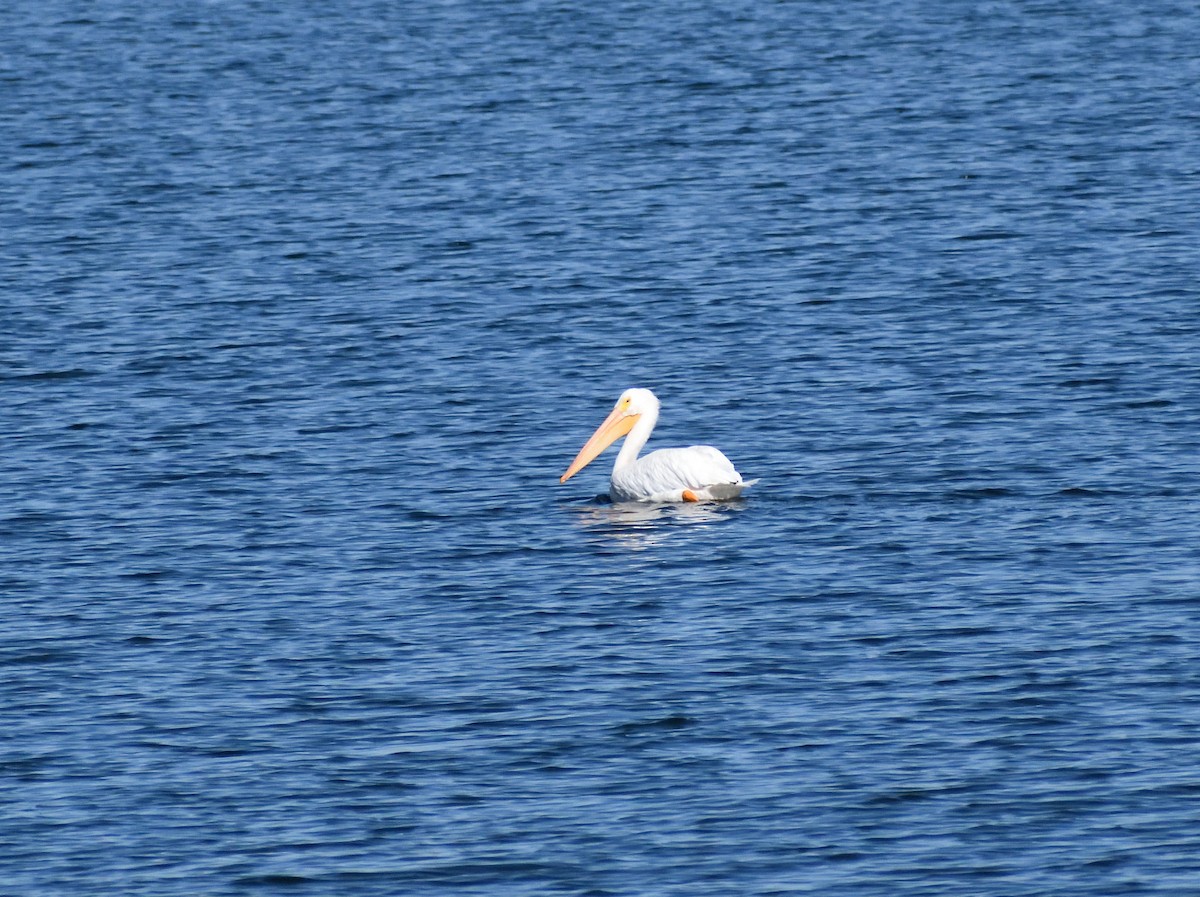 Pélican d'Amérique - ML646660779