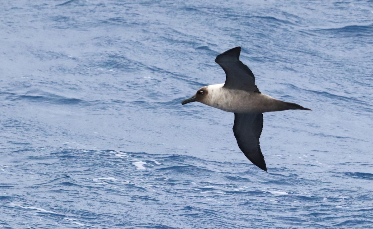 Light-mantled Albatross - ML646660781