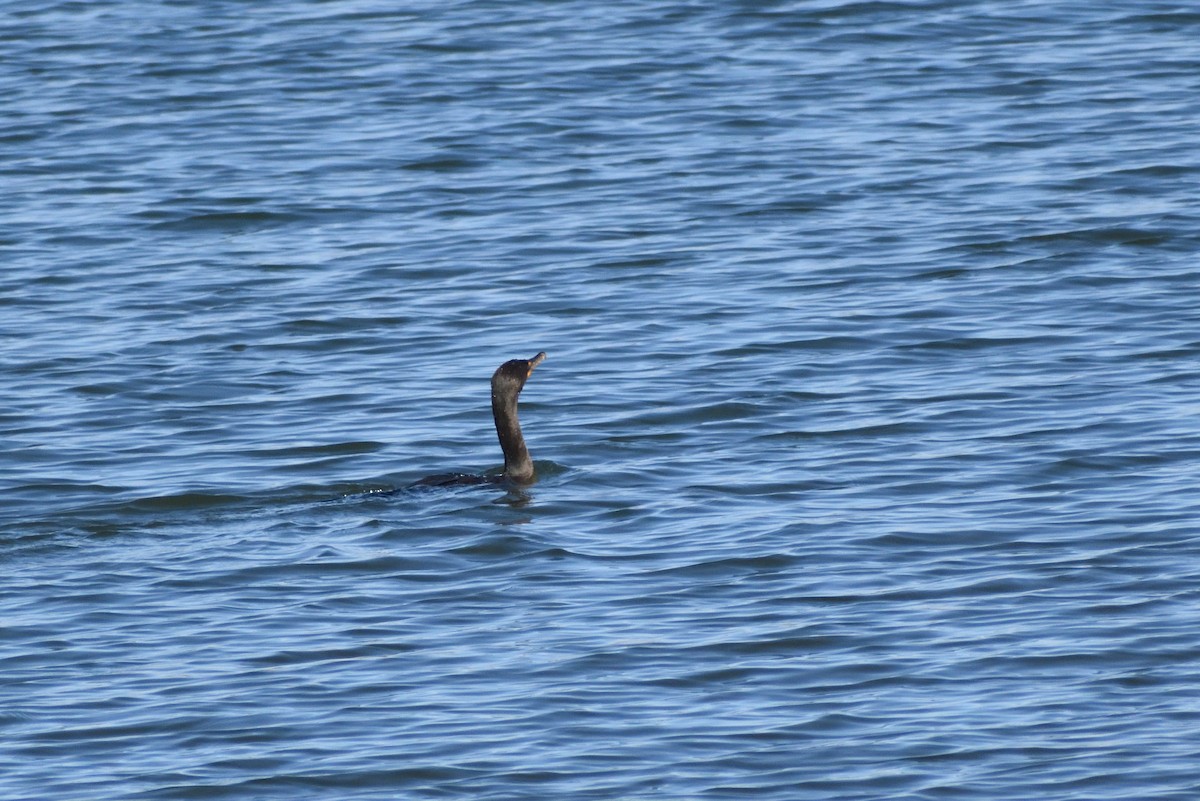 Cormoran à aigrettes - ML646660782