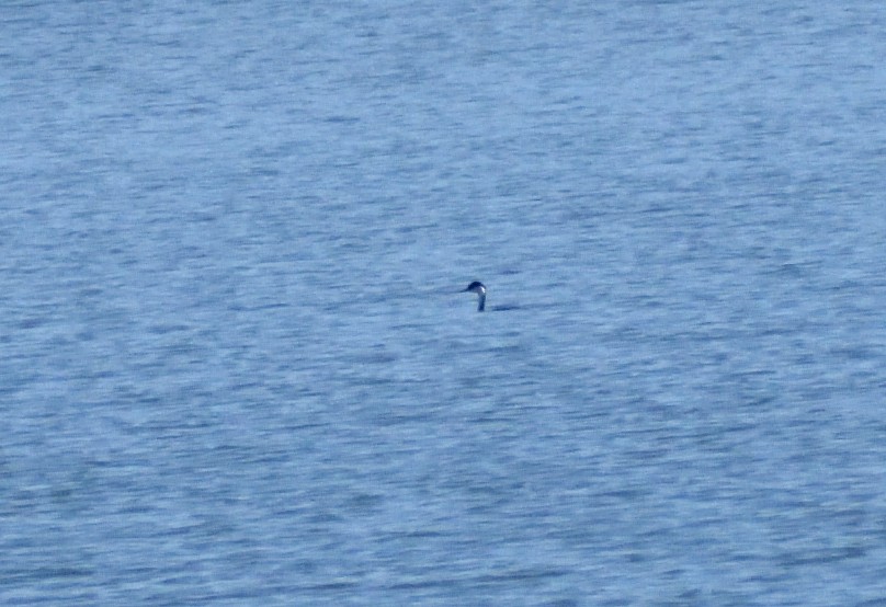 Grèbe élégant - ML646660784