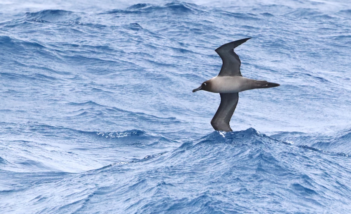 Light-mantled Albatross - ML646660785