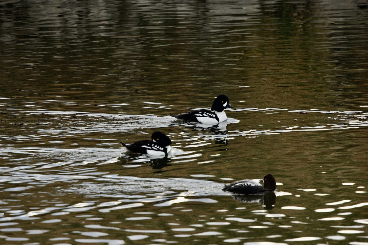 Garrot d'Islande - ML646660788
