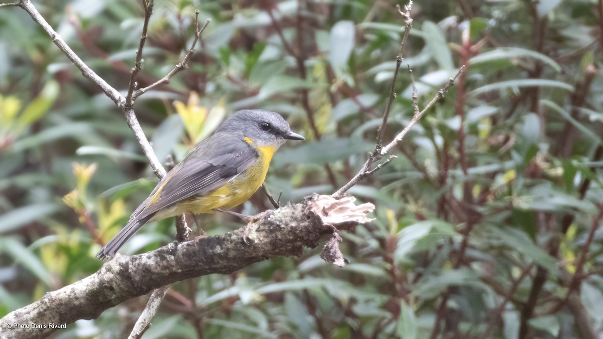 Eastern Yellow Robin - ML646660789