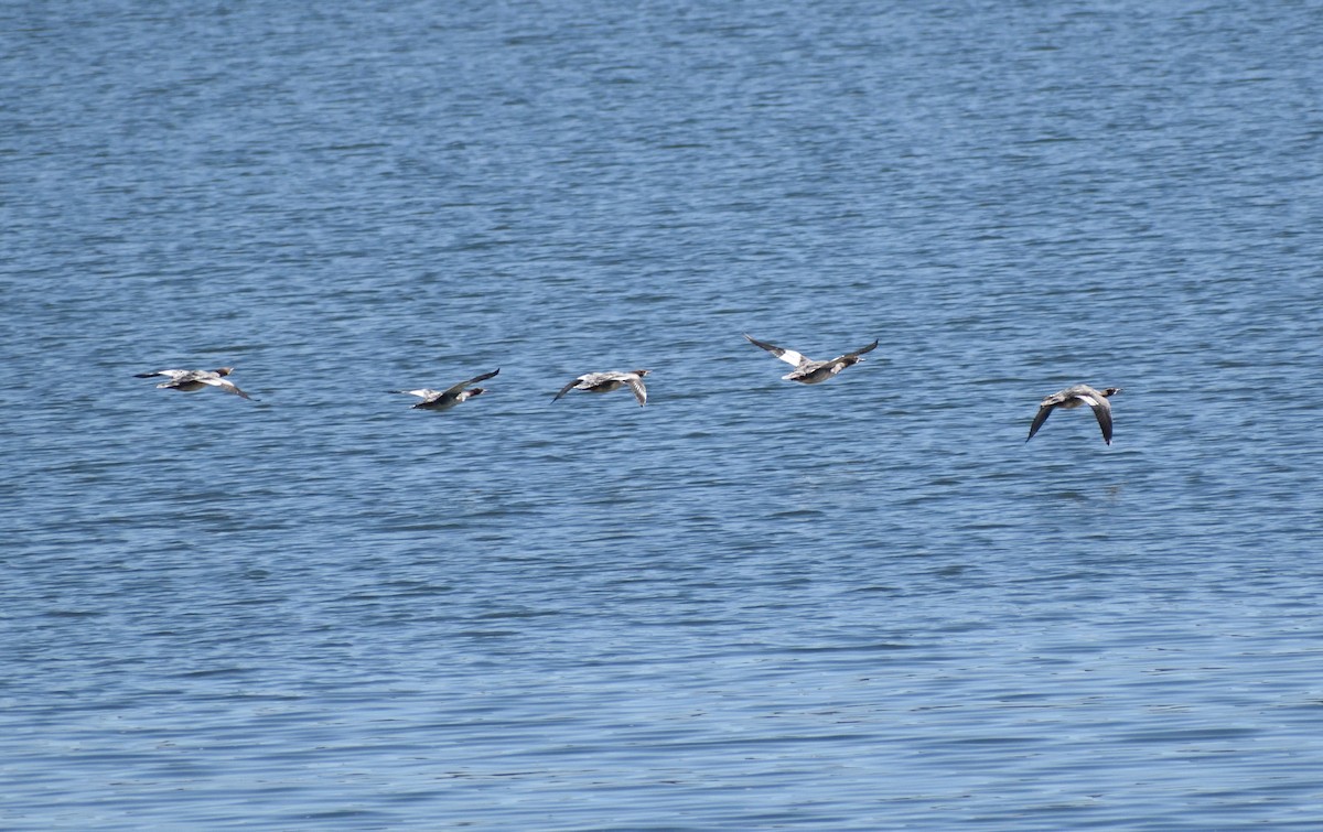 Grand Harle - ML646660791