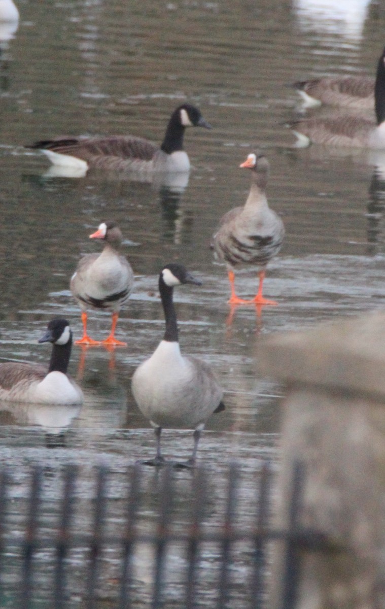 白額雁 - ML646660792