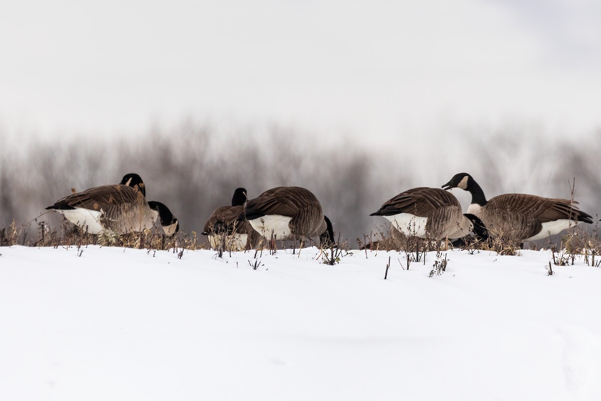 カナダガン - ML646660795