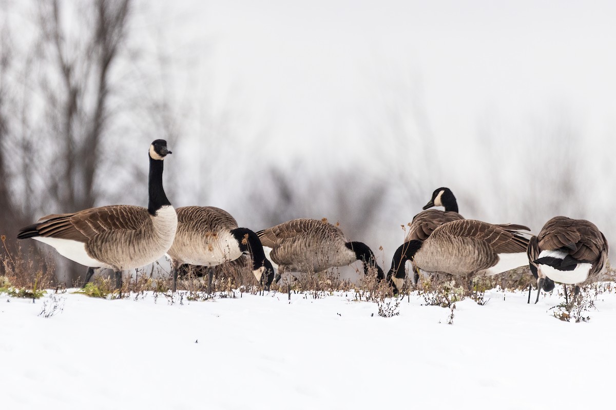 カナダガン - ML646660796