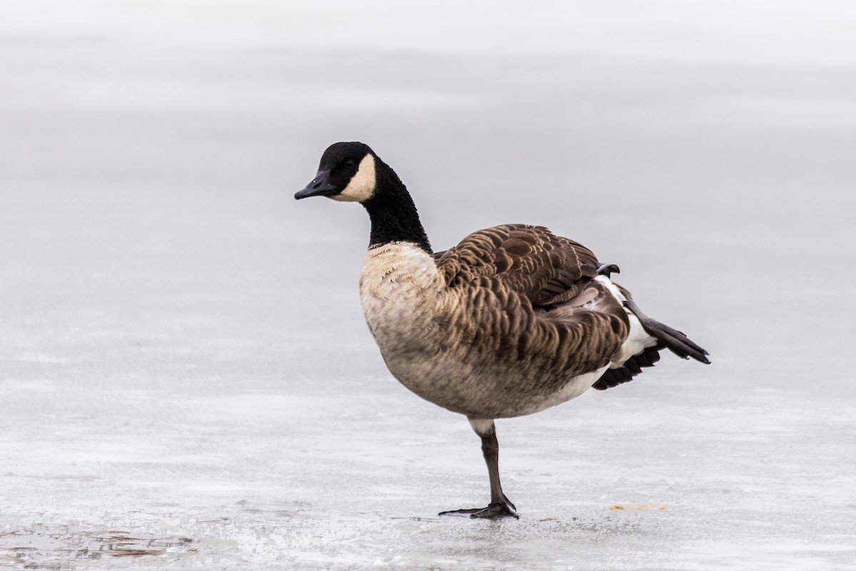 カナダガン - ML646660798