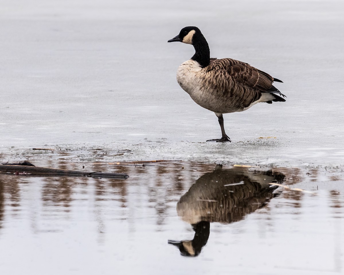 カナダガン - ML646660799