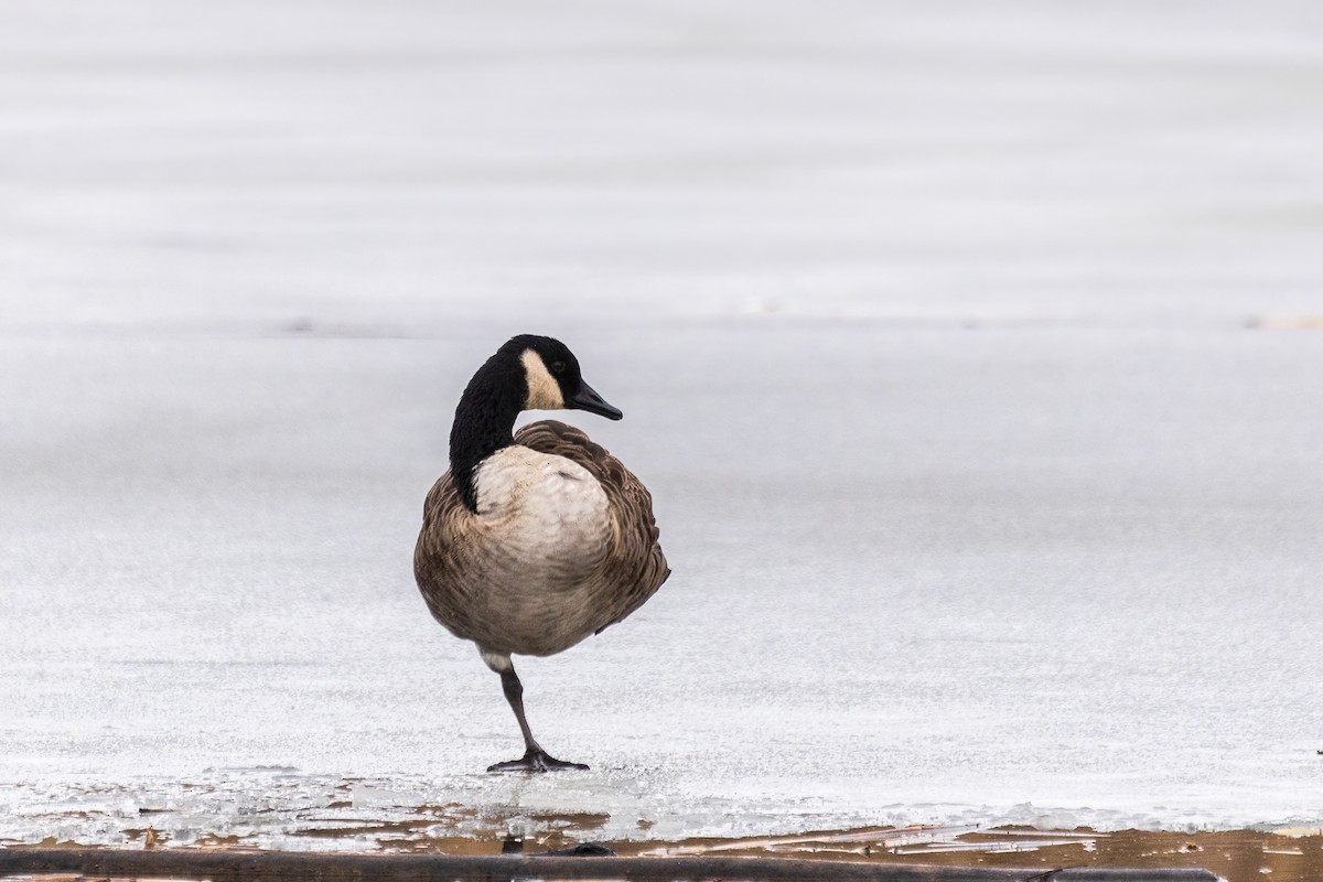 カナダガン - ML646660800