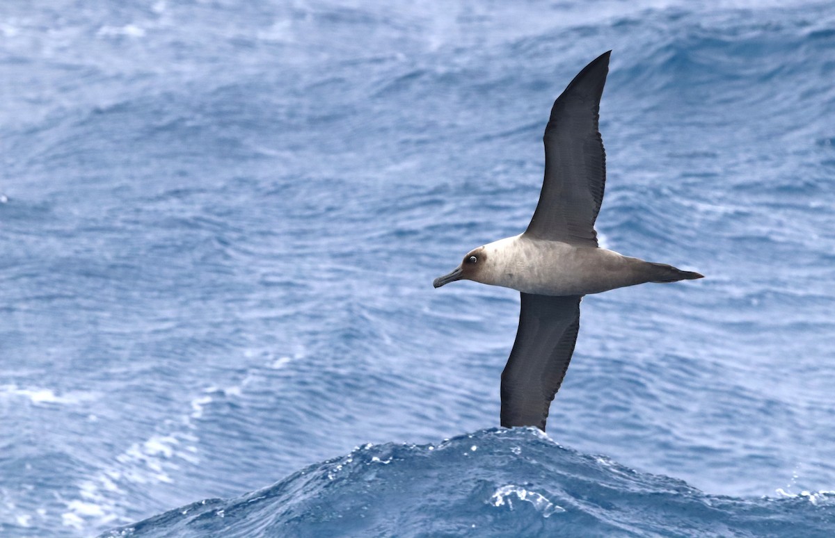 Light-mantled Albatross - ML646660801