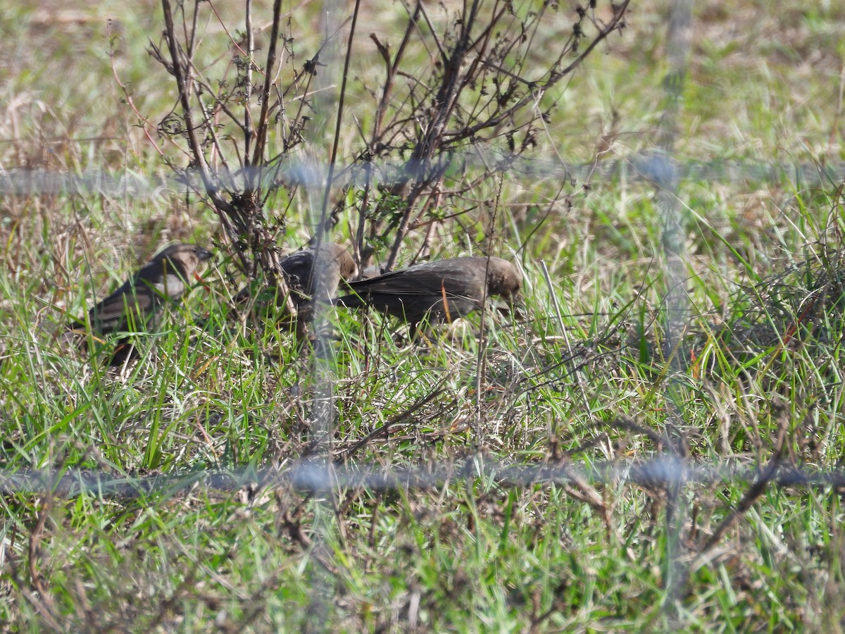 Braunkopf-Kuhstärling - ML646660804