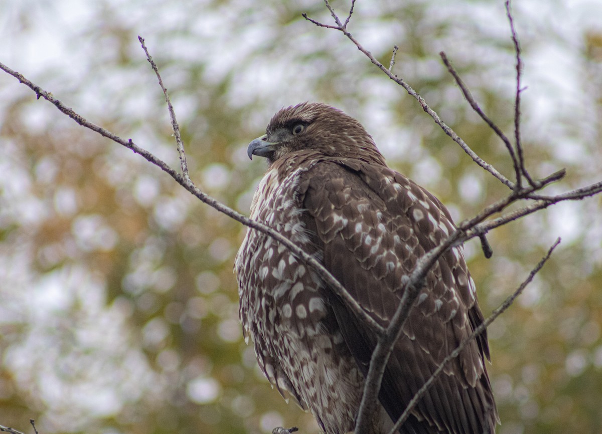 Red-tailed Hawk - ML646660805