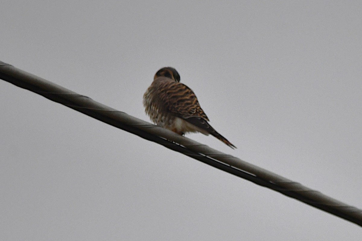 American Kestrel - ML646660807