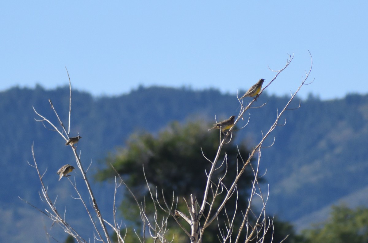 Sturnelle de l'Ouest - ML646660808