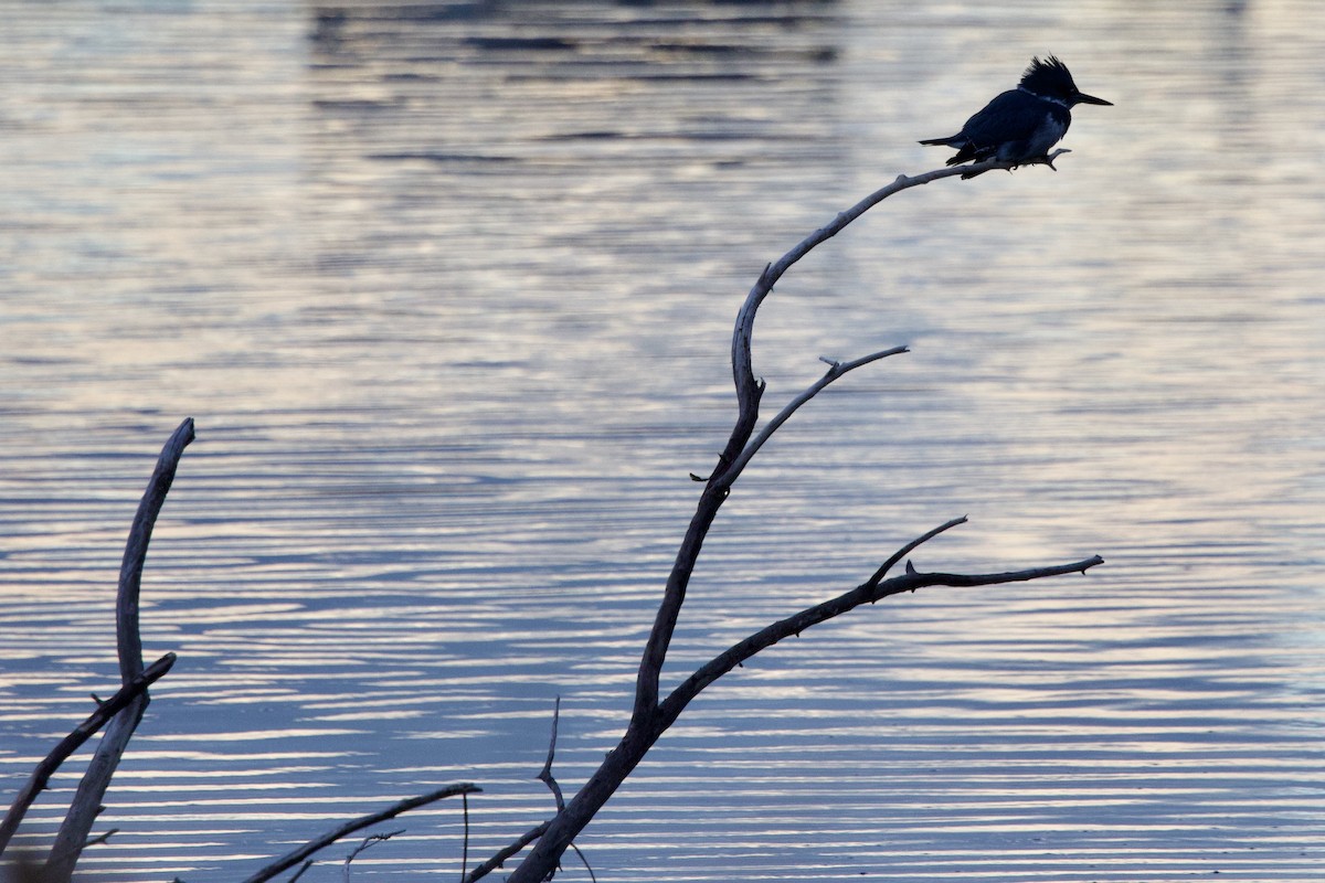 Martin-pêcheur d'Amérique - ML646660810