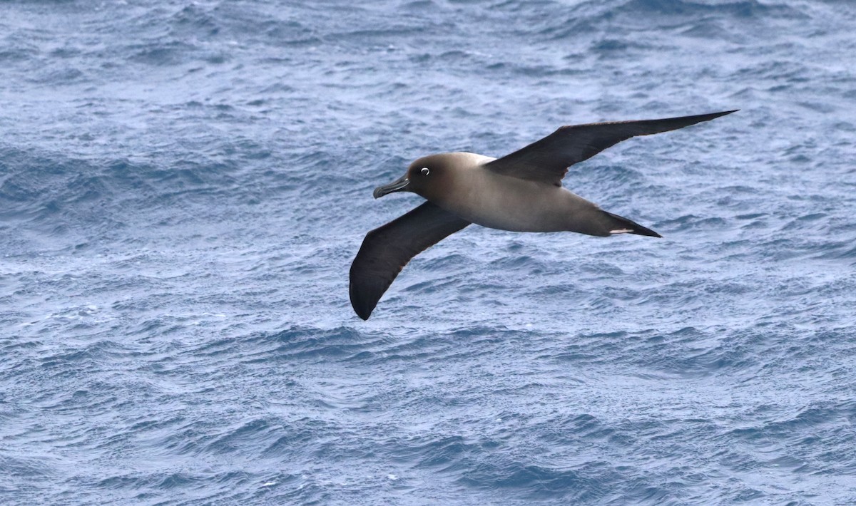 Light-mantled Albatross - ML646660812