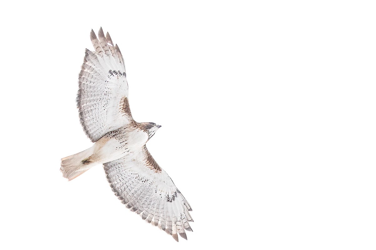 アカオノスリ - ML646660814