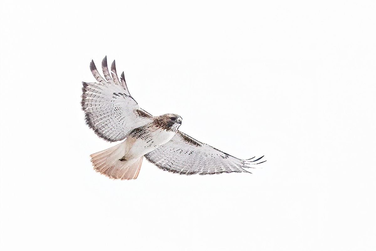 アカオノスリ - ML646660815