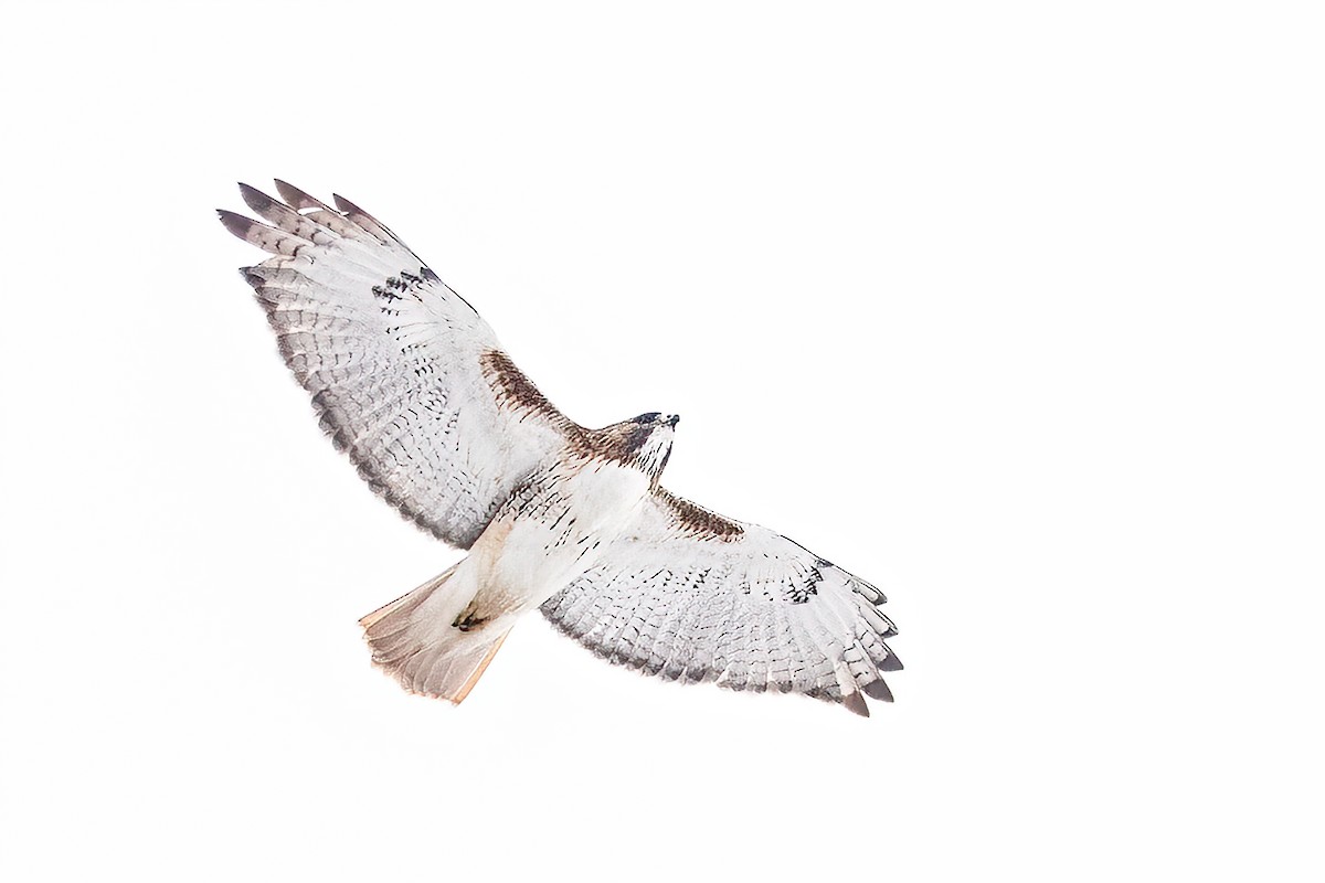 アカオノスリ - ML646660816