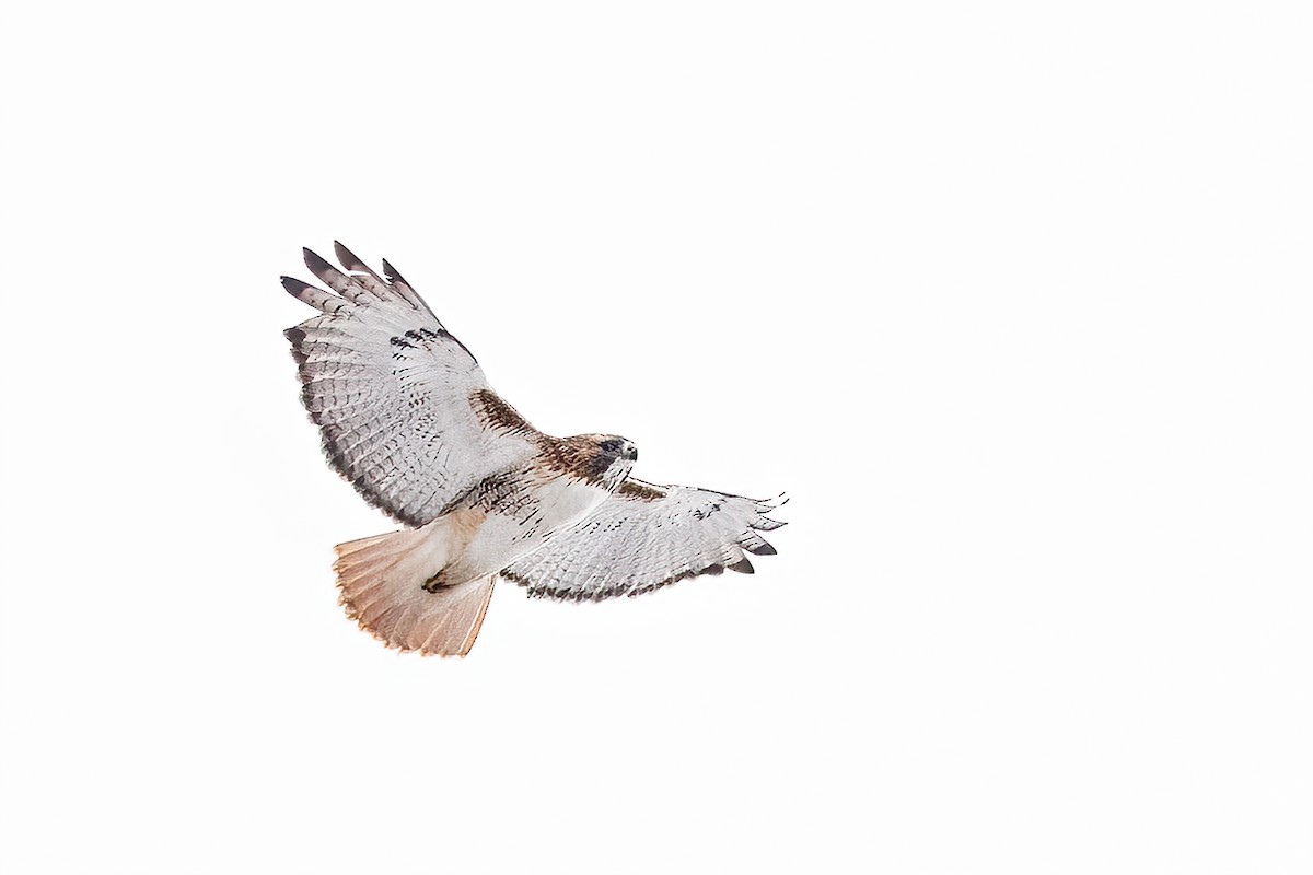 アカオノスリ - ML646660817