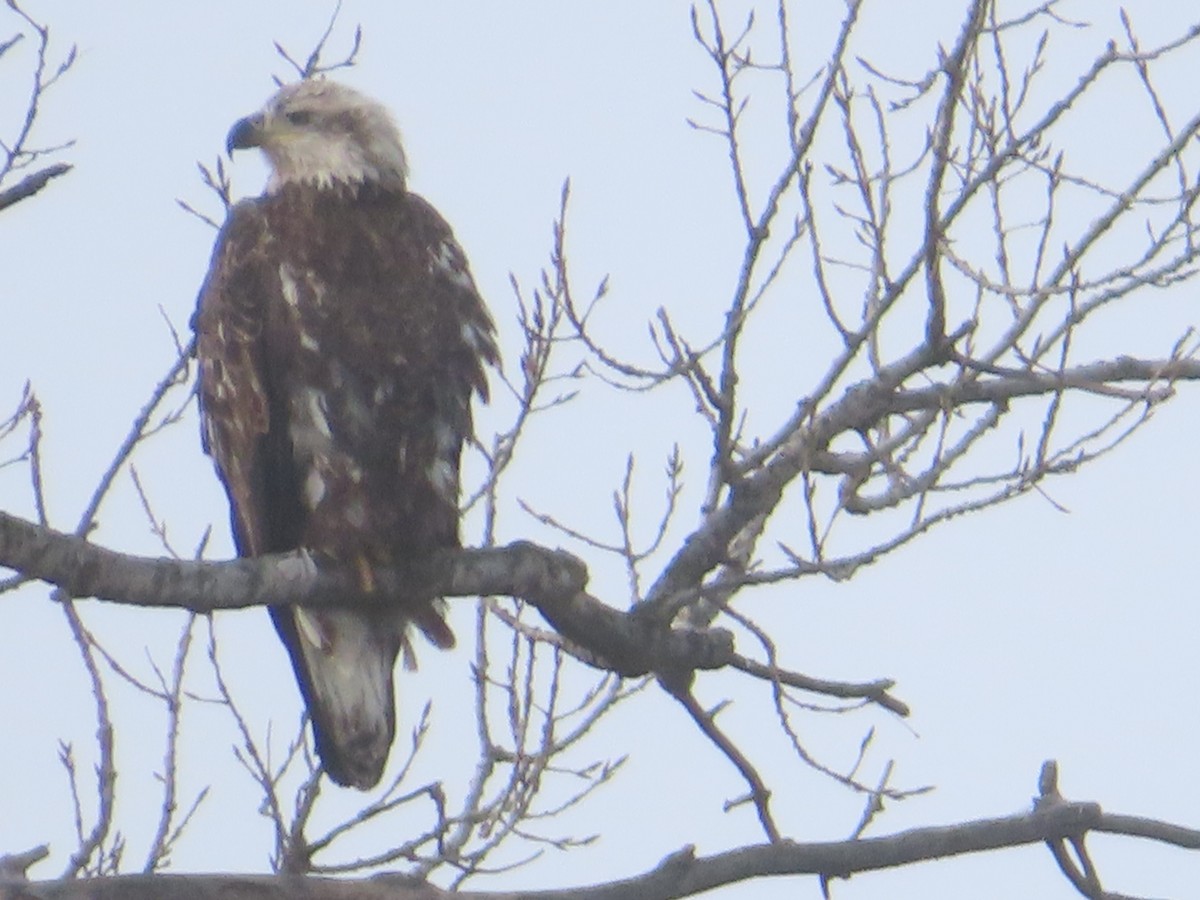 Bald Eagle - ML646660818