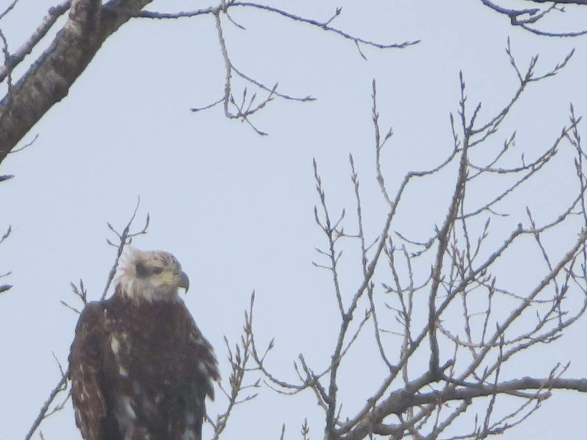 Bald Eagle - ML646660819