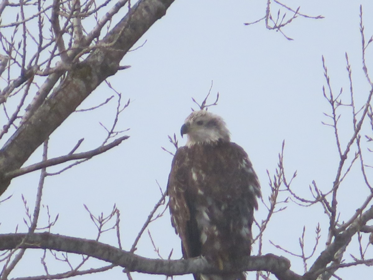 Bald Eagle - ML646660820