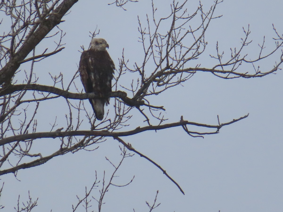 Bald Eagle - ML646660821