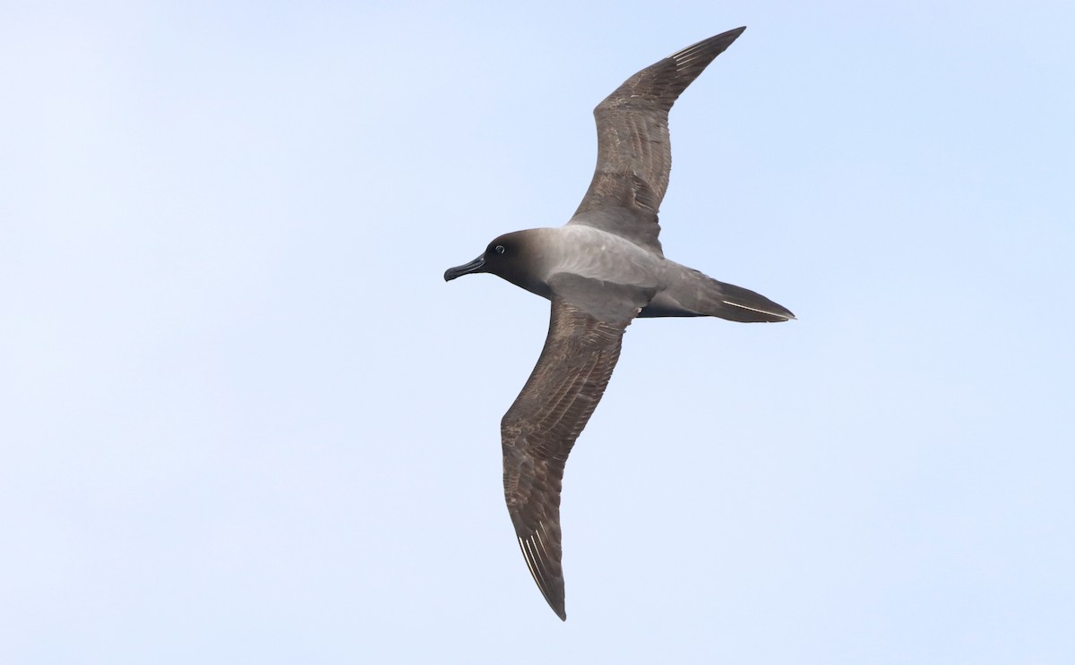 Light-mantled Albatross - ML646660822