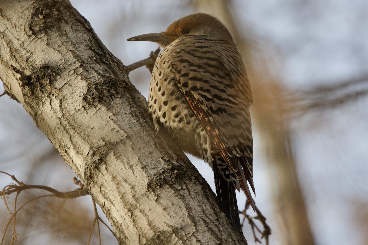 Pic flamboyant (groupe cafer) - ML646660824