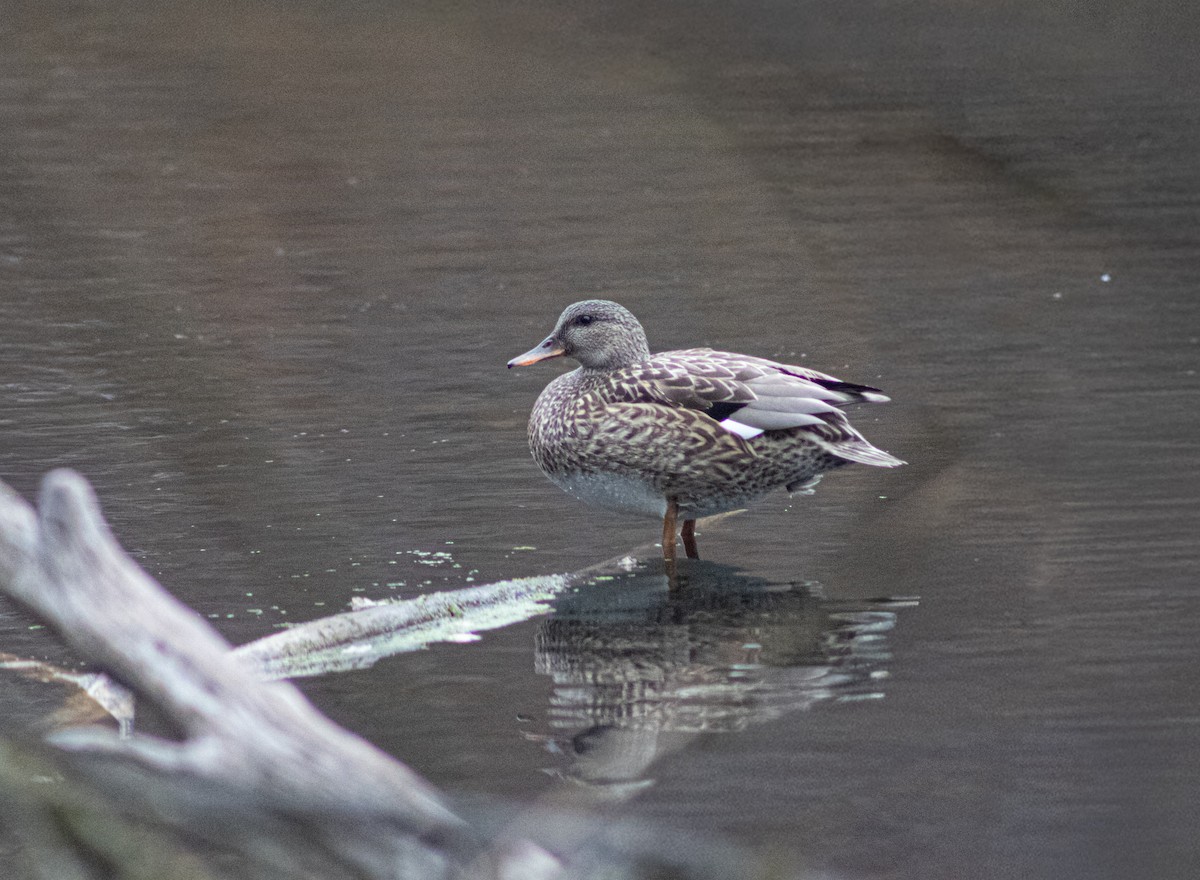 Gadwall - ML646660825
