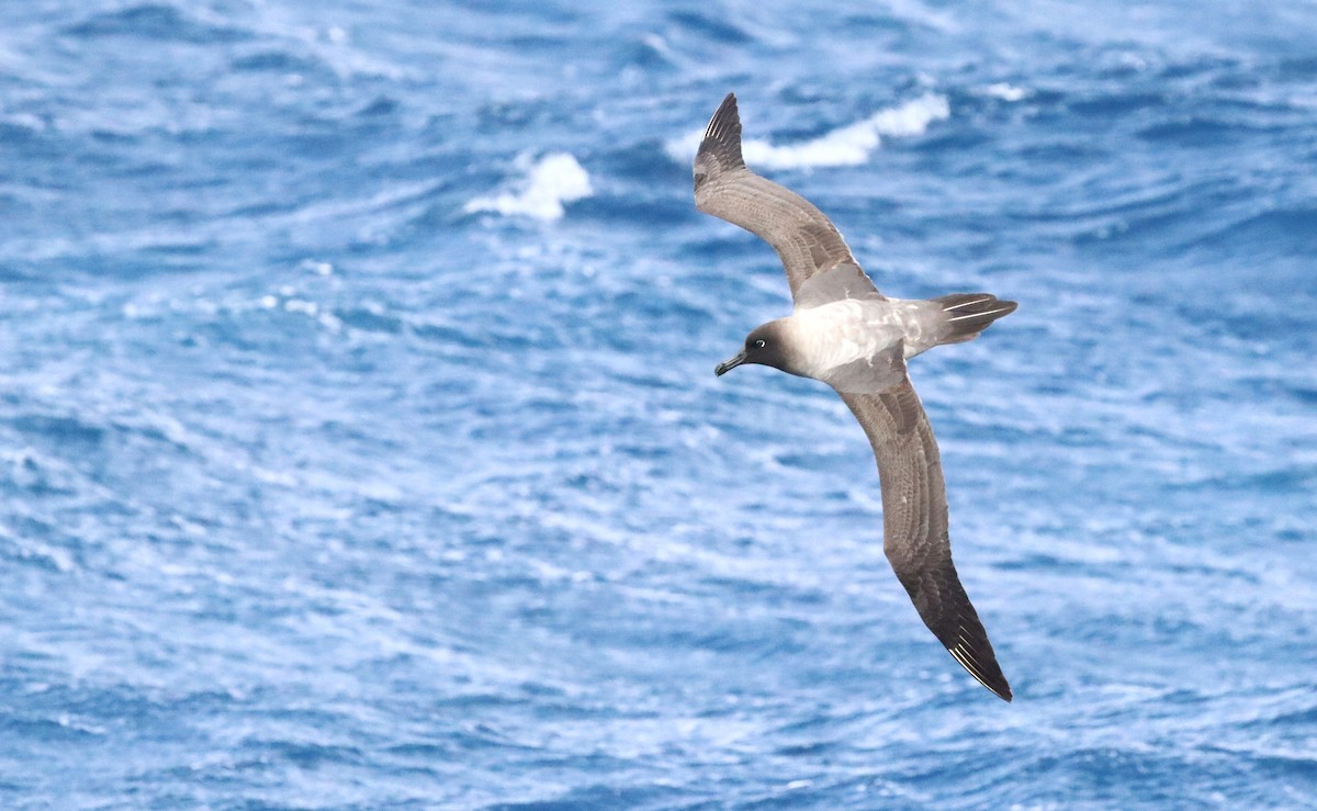 Light-mantled Albatross - ML646660828