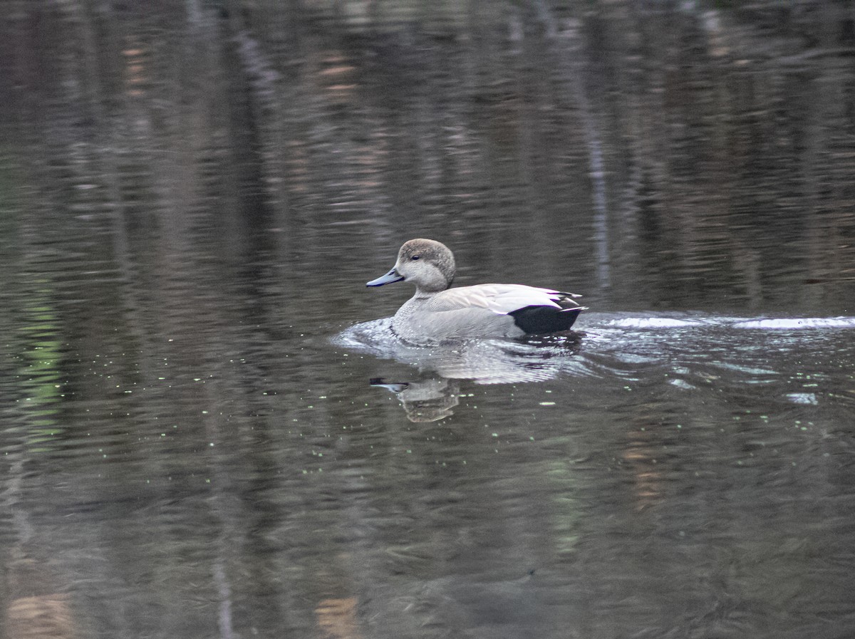 Gadwall - ML646660829
