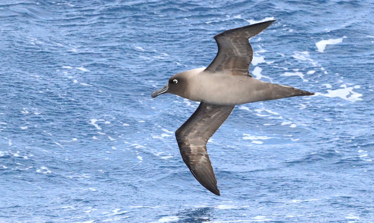 Light-mantled Albatross - ML646660830