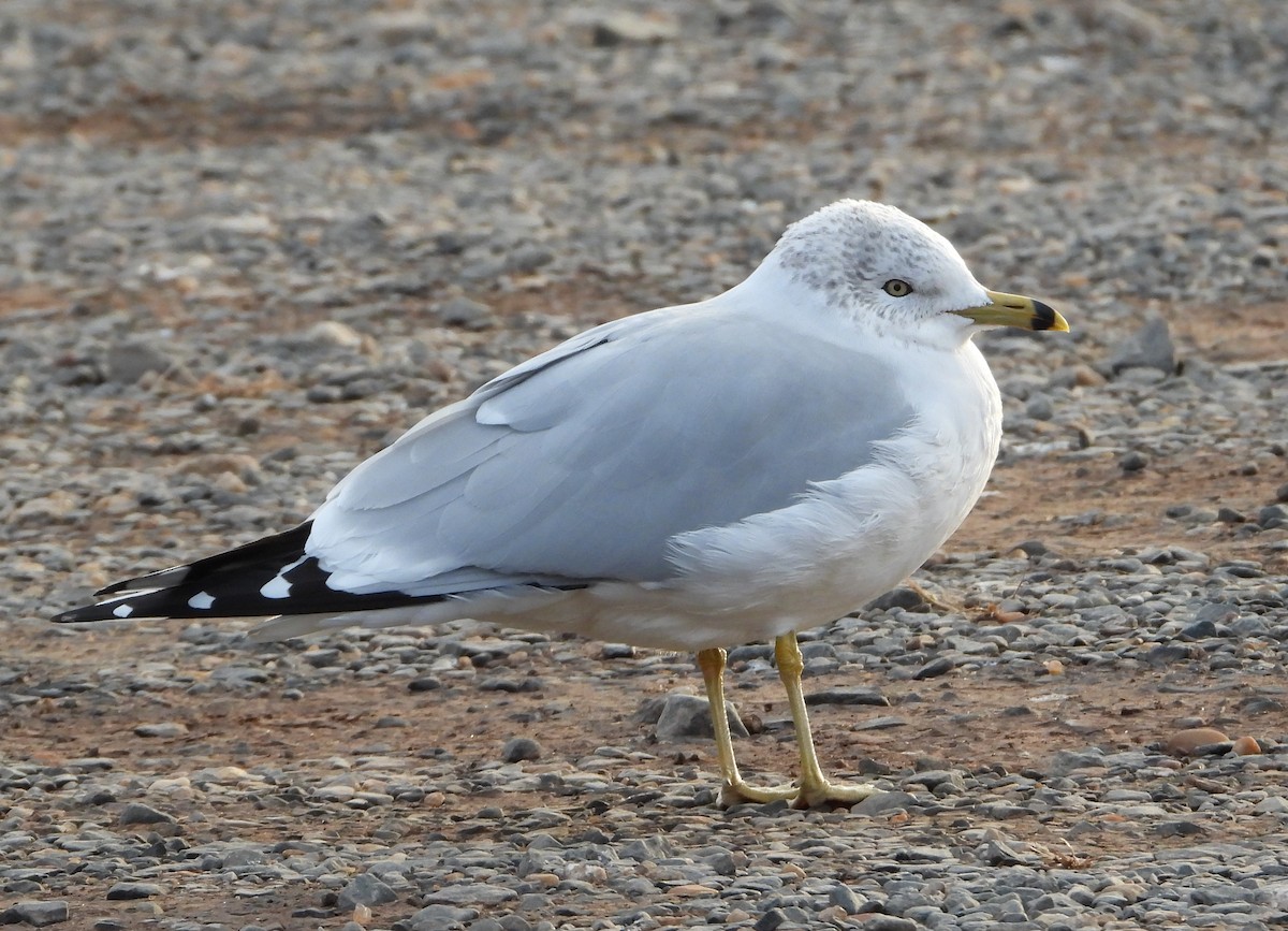 Ring-billed Gull - ML646660833