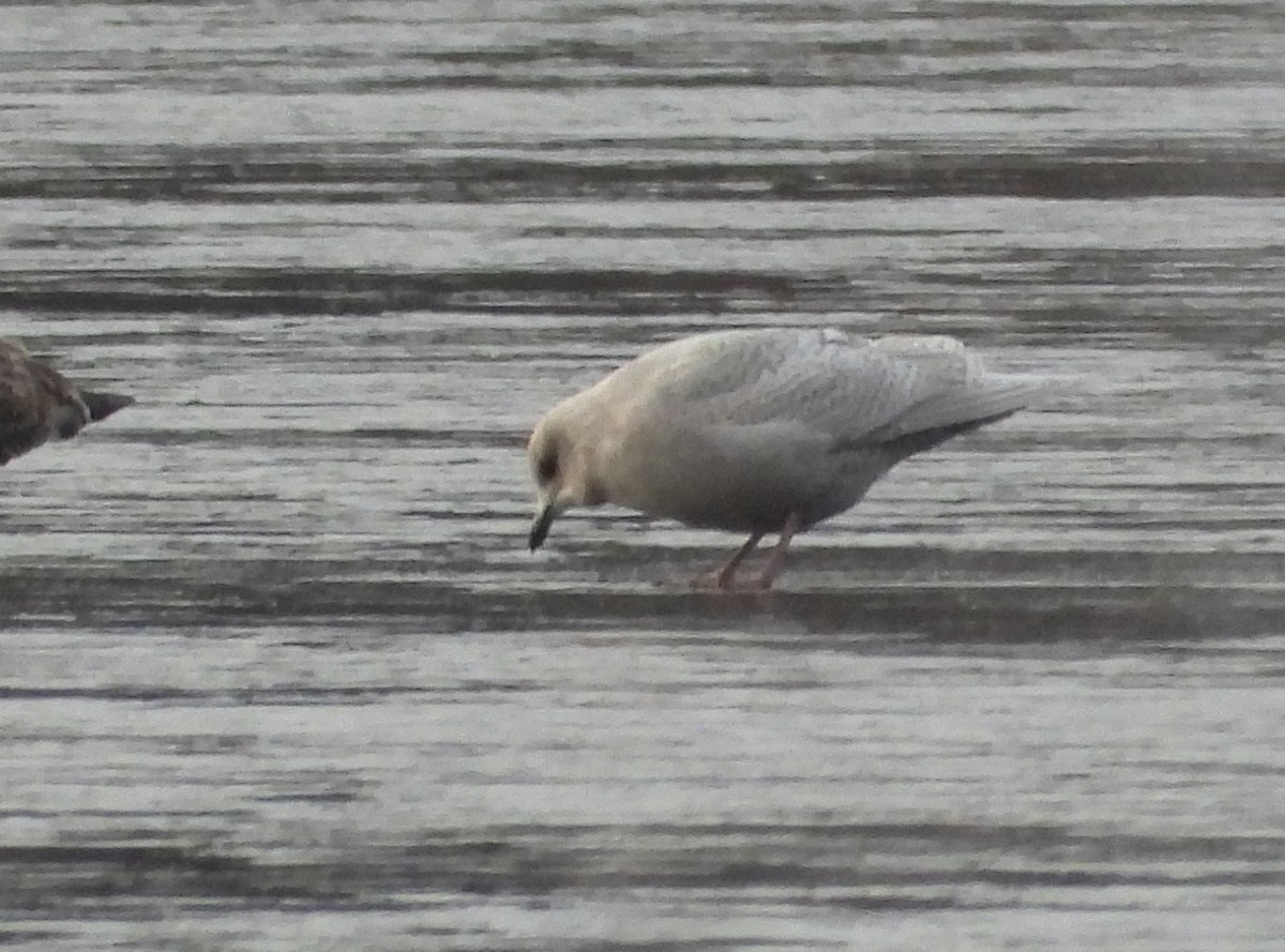 Iceland Gull (kumlieni) - ML646660840