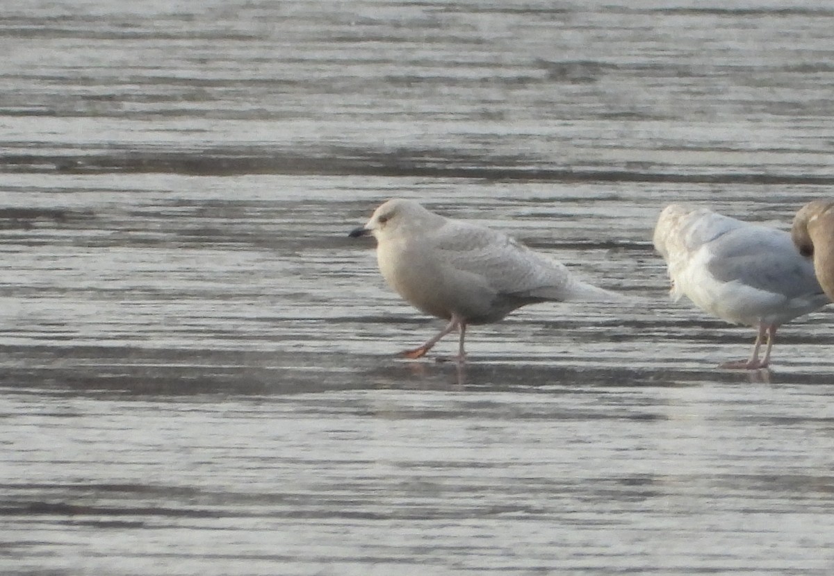 Iceland Gull (kumlieni) - ML646660841