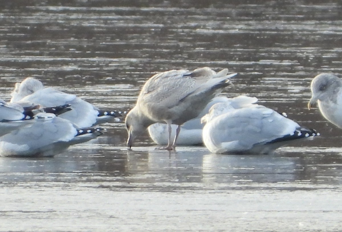 Iceland Gull (kumlieni) - ML646660842