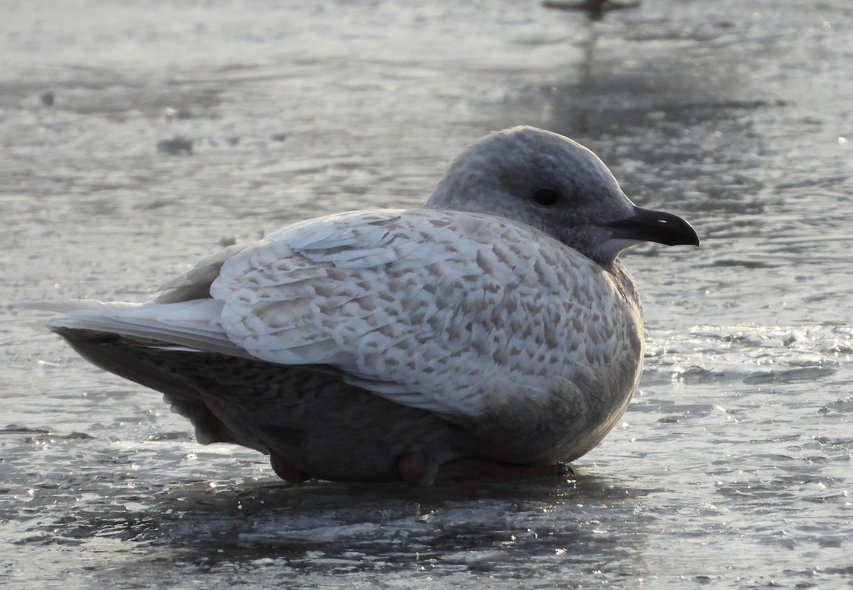 Iceland Gull (kumlieni) - ML646660843